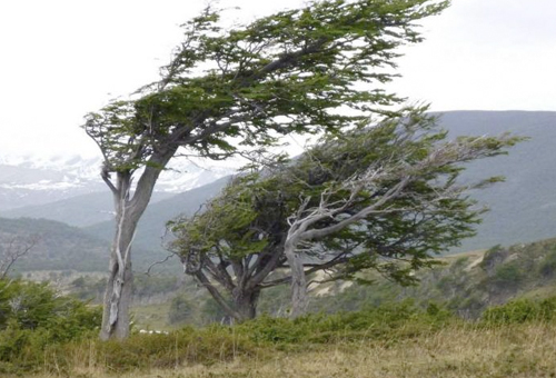 Fuertes vientos provocan daños menores en Boquete durante el fin de semana