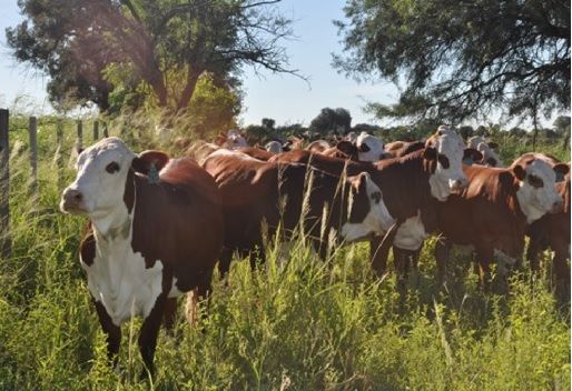 “Es importante aumentar a un 60 % la cosecha de pasto y ofrecerlo en cantidades suficientes para producir de manera efectiva”, señala Aníbal Pordomingo del INTA. Ganadería, ganadería colombia, noticias ganaderas, noticias ganaderas colombia, CONtexto ganadero, huella de carbono, huella de carbono en la ganadería, ganadería Argentina, producción de carne, reducir la huella de carbono, INTA, carne Argentina, ganado argentino, cría de ganado argentino