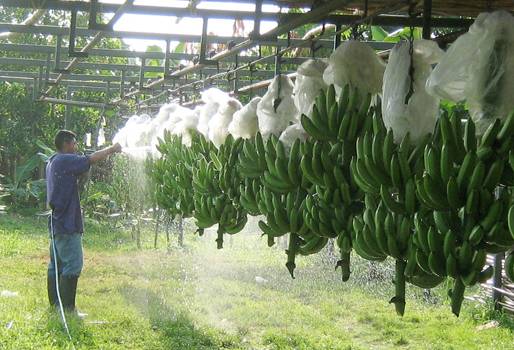 banano, banano colombia, bananeros colombia, augura, augura colombia, Juan Camilo Restrepo, juan camilo restrepo augura, producción de banano en colombia, economía colombia, agro, agro Colombia, Ganadería, noticias ganaderas, ganadería colombia, CONtexto ganadero