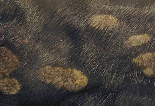 Ganadería, ganadería colombiana, ganadería Colombia, contexto ganadero, noticias ganaderas, hiperqueratosis por fotosensibilización, fotosensibilización, nitratos y nitritos, pasto kikuyo, enrojecimiento piel ganado, sangrado piel ganado, irritación piel ganado, engrosamiento piel ganado, rayos ultravioletas, piel ganado infectada, ganaderos, ganaderos colombia