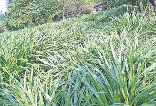 Pasto, forraje, árboles, altitud, honduras, crecimiento, Sequía, latinoamerica, engorde, equinos, pastoreo, ensilaje, Heno, etanol, maíz, macolla, digestión, Ganadería, ganadería colombia, noticias ganaderas colombia, CONtexto ganadero.