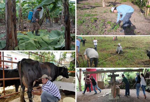 bonificaciones, premios a los empleados, reconocimientos a los administradores, motivación para trabajar en el campo, ganadería colombia, buenos resultados de los predios, contexto ganadero