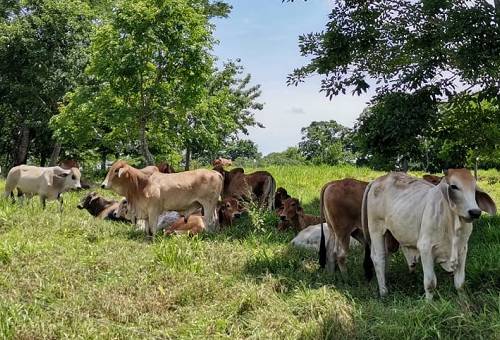 comercio de ganado bovino en Córdoba y Sucre en junio de 2022