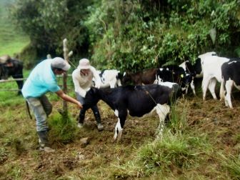 Los recursos de las regalías serán administrados por la Gobernación de Cauca durante 3 años. Foto: CONtexto ganadero. Vacas lecheras.jpg