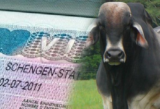 Fortalecer vínculos comerciales y transferencia de tecnologías son los principales beneficios de eliminar la visa Schengen para colombianos. Foto: CONtexto Ganadero Eliminación de schengen para colombianos