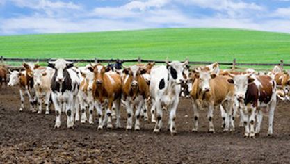 México se ha convertido en el tercer socio comercial de Canadá. Foto: Carnetec México y Canadá acuerdo de colaboración en tecnología