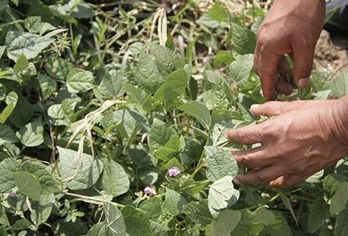 Ganadería, ganadería colombia, noticias ganaderas, noticias ganaderas colombia, CONtexto ganadero, sostenibilidad, suelo, análisis de suelo, condiciones del suelo, degradación del suelo, biodiversidad, monocultivos, productos ganaderos, ecosistema productivo, sostenibilidad agropecuaria