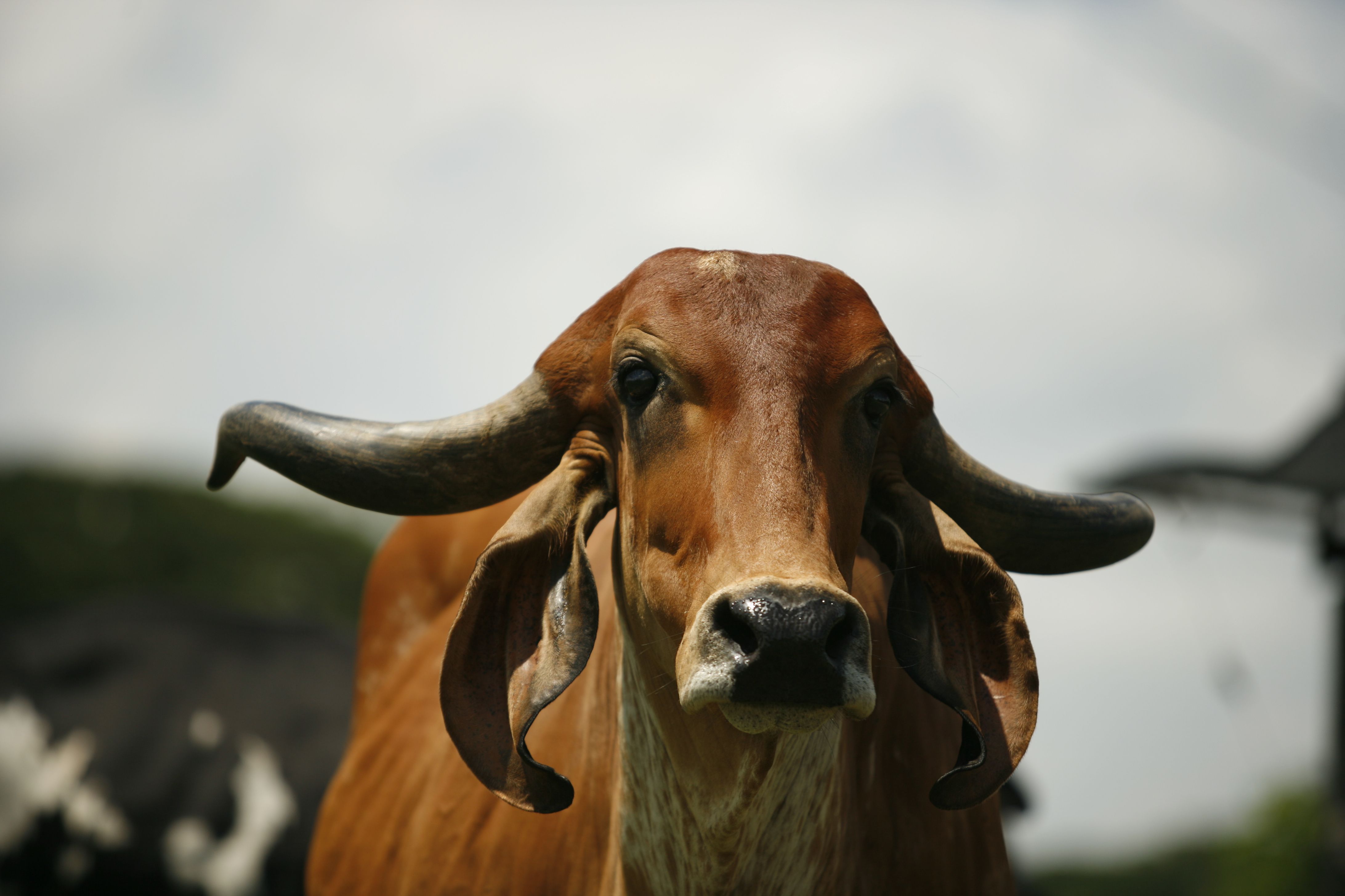 El sector agropecuario de Magdalena recibirá ayuda monetaria Sector agropecuario de Magdalena