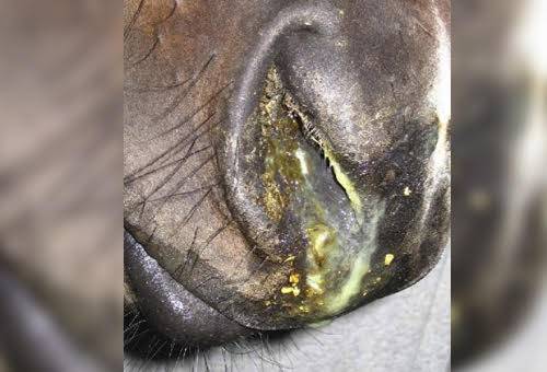 ganaderia, ganaderia colombia, ganaderia colombiana, contexto ganadero, noticias ganaderas, noticias ganaderas colombia, ninoneumonitis equina, causas rinoneumonitis equina, sintomas rinoneumonitis quina, diagnostico rinoneumonitis equina, tratamiento rinoneumonitis equina, aborto yeguas, aborto yeguas rinoneumonitis, rinoneumonitis colombia, ganaderos, ganaderos colombia