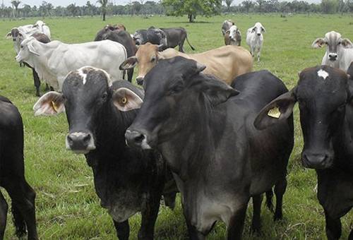 inocuidad de la carne en la finca ganadera