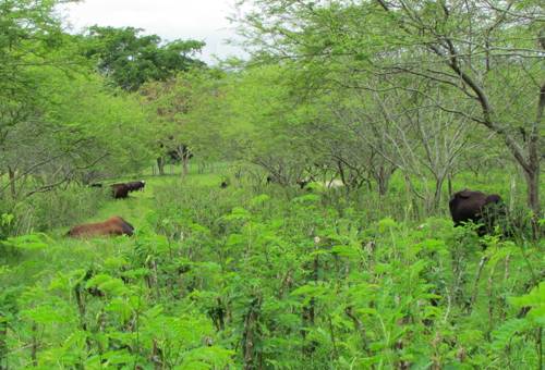 Hacienda El Chaco es una de las fincas con mayor tradici n en SSP