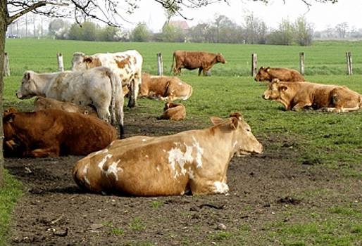 vaca echada, vaca rumiando, vaca descansando, producción de leche, confort animal 