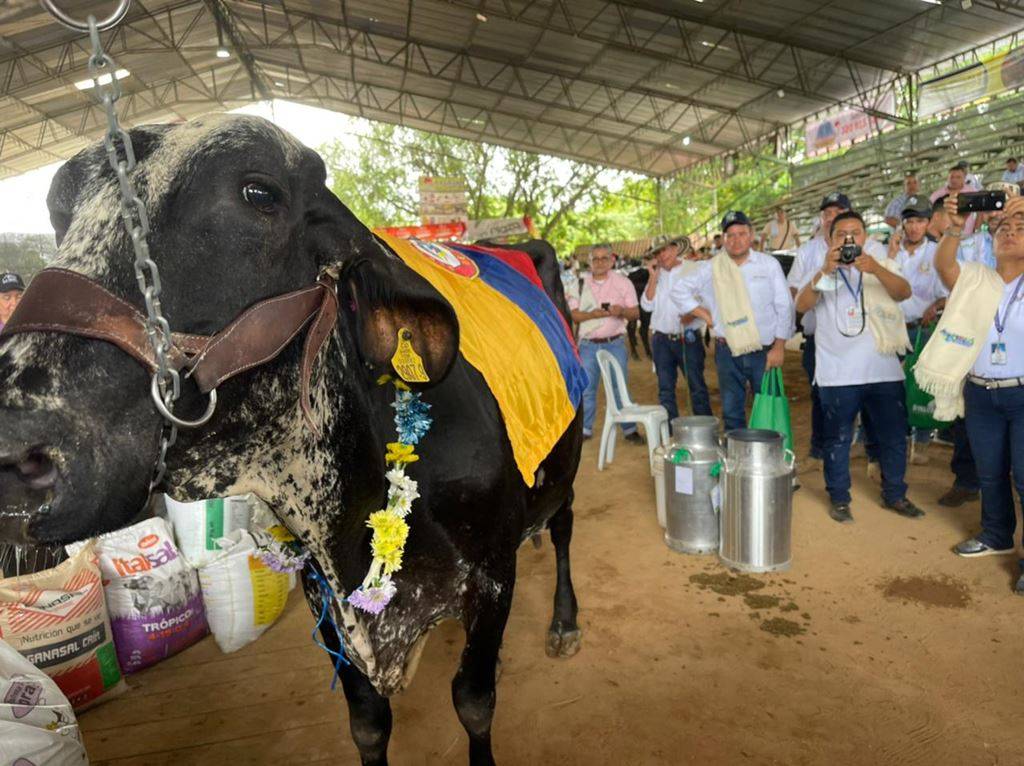 Ganadería, ganadería colombia, noticias ganaderas, noticias ganaderas colombia, CONtexto ganadero, bohemia, vaca bohemia, vaca bohemia caqueta, vaca lechera bohemia record, vaca record produccion de leche, cuanta leche puede generar una vaca, expo caqueta 2021