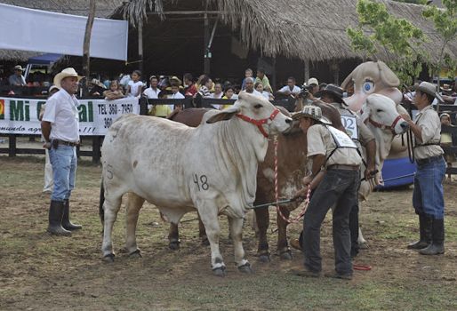 El Difícil (Ariguaní) volverá a tener una feria ganadera luego de 3 años sin realizarla. Foto: Ariguaní al Día Feria ganadera Magdalena, Eventos ganaderos julio 2018, cursos ganaderos, eventos ganaderos de 2018, ferias ganaderas de 2018, Ferias ganaderas Colombia julio 2018, ferias ganaderas Colombia 2018, ferias ganaderas julio 2018, ferias, Ferias Ganaderas, ferias Colombia, Eventos ganaderos, eventos ganaderos colombia, feria ganadera julio 2018, CONtexto ganadero, ganaderos colombia, ganadería colombia, noticias ganaderas colombia