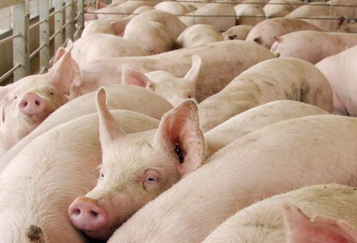 producción porcícola colombia