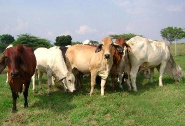 Ganadería. Foto: Gobernación de Arauca.