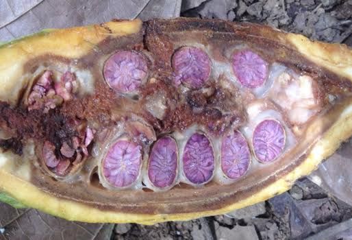 carmenta negra, carmenta negra en colombia, plaga carmenta negra, cacao, carmenta negra en el cacao, Plagas en Colombia, plagas del cacao, cacao colombia, Ganadería, ganadería colombia, noticias ganaderas colombia, CONtexto ganadero