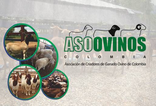 Feria, ovina, exposición, muestra, concursos, comercial, Valledupar