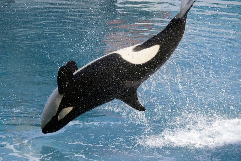Una orca nada en una piscina del parque Marineland en la localidad francesa de Antibes, el 17 de marzo de 2015. Foto: AFP. orcas seaworld noticias