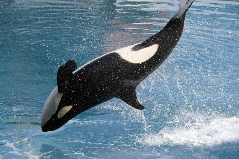 orcas seaworld noticias