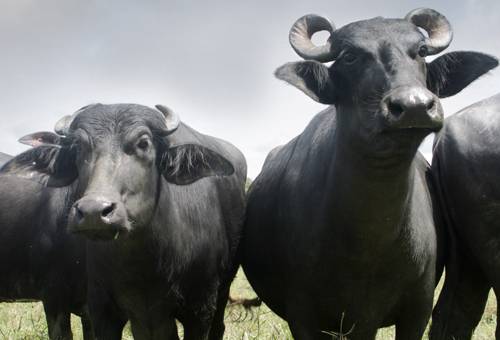 Carne de búfalo vs carne de vaca