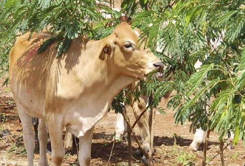 Ganadería, ganadería colombia, noticias ganaderas, noticias ganaderas colombia, CONtexto ganadero, leucaena, Leucaena leucocephala, leucaena para bovinos, alimentacion con leucaena en bovinos, disminución de metano, elaucaena disminución de metano