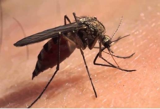 Fiebre amarilla, Organización Panamericana de la Salud (OPS), Programa de Emergencias de la OPS, epidemia de fiebre amarilla que afecta a las Américas, fiebre amarilla, propagación de la fiebre amarilla, CONtexto ganadero, ganadería Colombia, Noticias ganaderas Colombia