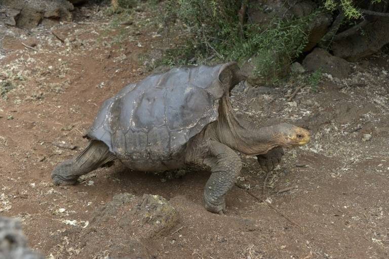 tortugas ecuador