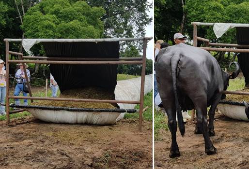 rejas para autoconsumo en silo bolsa, rejas para autoconsumo para bovinos, rejas para autoconsumo para búfalas, alimento para el verano, suplementación en épocas críticas, CONtexto ganadero