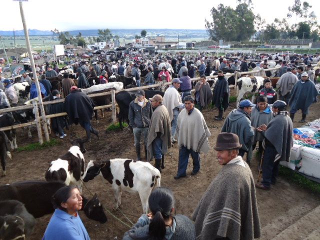 Cerca de 50 ganaderos de este municipio participarán en el evento citado por Fedegán y Sagán. Foto: Alcaldía de Guachucal. Ganaderos de Guachucal