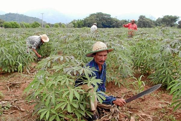 Aunque la cifra es buena, el crecimiento del agro no ha sido una tendencia constante durante 2012. Foto: Archivo particular Economía agropecuaria.