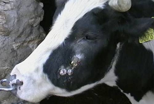 actinomicosis bovina