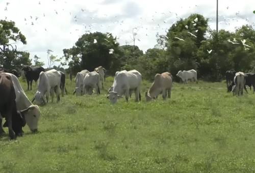 Ganadería regenerativa, holística, Llanos Orientales, producción limpia, pasturas, insumos, agroquímicos, fincas, Sol, Agua, viento, Bienestar Animal, ganancia de peso, Ganadería, ganadería colombia, noticias ganaderas colombia, CONtexto ganadero