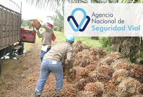 La seguridad vial como parte de los programas de seguridad y salud en el trabajo forma parte de las capacitaciones que reciben los trabajadores de la palma de aceite en Colombia. Foto: ail.ens.org.co - ansv.gov.co Fedepalma, Cenipalma, ANSV, mintransporte, Seguridad vial, sector palmicultor, movilidad, Seguridad, transporte, siniestralidad, capacitaciones, asistencias técnicas, motociclista, gestión de fatiga, técnicas de investigación, siniestros viales laborales, prevención, corresponsabilidad, Supertransporte, Ganadería, ganadería colombia, noticias ganaderas colombia, CONtexto ganadero