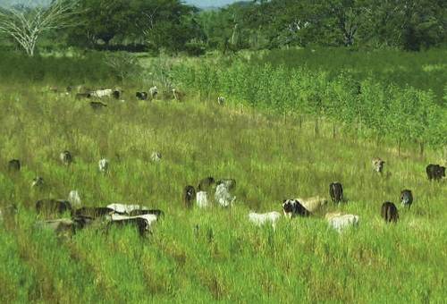 Ganadería, ganadería colombia, noticias ganaderas, noticias ganaderas colombia, CONtexto ganadero, planeación forrajera, oferta de forrajes, oferta de forrajes en colombia, planeación forrajera en colombia, aforo de animales, periodo de descanso praderas en colombia, periodo de ocupación praderas en colombia, cantidad de forraje en finca