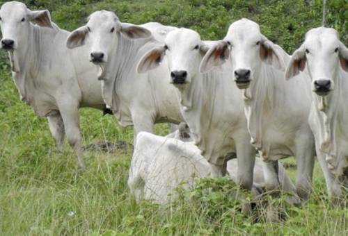 Ganaderos Fresno Tolima, ganaderos Tolima sacrificio, ganaderos de Fresno no pueden vender sus animales, ganaderos Fresno, Asociación de Pequeños Ganaderos de Fresno Tolima, ganaderos Tolima, sacrificio colombia, matadero Fresno, plantas de autoconsumo, transporte ganado, coronavirus, coronavirus Colombia, COVID-19, cuarentena, Ganadería, ganadería colombia, noticias ganaderas, noticias ganaderas colombia, CONtexto ganadero