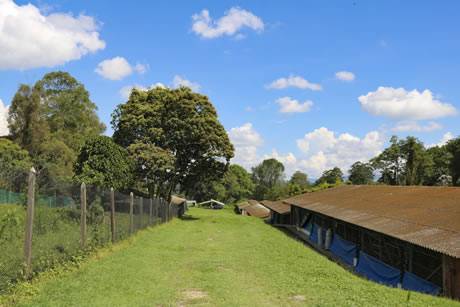 Ganadería, ganadería colombia, noticias ganaderas, noticias ganaderas colombia, CONtexto ganadero, Órgano Colegiado de Administración y Decisión, Ocad, proyecto porcícola, Sistema General de Regalías, Facultad de Ciencias Agrarias, Estación Agraria Paysandú, Universidad Nacional sede Medellín