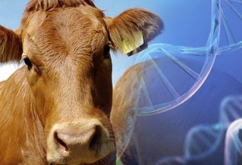 Genómica ganadería, genoma del ganado, identificación genoma, genes de los bovinos, genes vacas, genómica vacas, genómica ganadería Colombia, Genética Cebú, mejoramiento genético en bovinos, potencial genético de bovinos, plataforma de Asocebú, plan de apareamiento bovino, progreso genético bovino, CONtexto ganadero, ganaderos Colombia, noticias ganaderas Colombia, ganadería, ganadería Colombia
