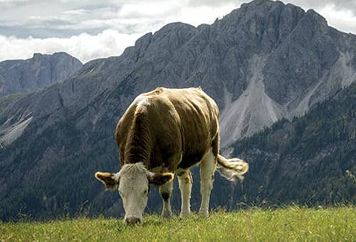 méxico, carne, pastoreo, alimentación, cría, granos, maíz, soya, suplementación, antibióticos, grasa, calorías, hierro, zinc, vitamina B12, selenio, omega 3, grasa monoinsaturada, ácido linoleico, enfermedad del corazón, cancer, fitoquimicos, antioxidantes, Ganadería, ganadería colombia, noticias ganaderas colombia, CONtexto ganadero