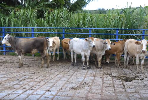 simbrah, Simgyr, Simmental, cebuínas, cruzamientos, Terneros, peso al destete, producción de carne, leche, trópico bajo, Magdalena Medio, ectoparásitos, endoparásitos, rustico, resistente, doble propósito, hembras de remplazo, Genética, pajillas, desposte, novillas, habilidad materna, Ganadería, ganadería colombia, noticias ganaderas colombia, CONtexto ganadero