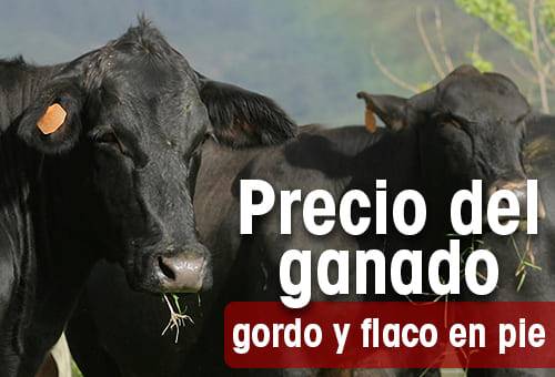 Precio del ganado semana septiembre 5-9 de 2022