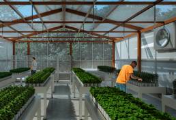 invernaderos, invernaderos en colombia, casa de malla, casa de malla risaralda, Desarrollo de Capacidades Científicas y Tecnológicas en Biotecnología Aplicada a los Sectores Salud y la Agroindustria en el Departamento de Risaralda, universidad tecnológica de pereira, noticias ganaderas colombia, ganadería colombia, contexto ganadero