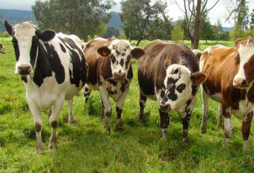 Indicadores de productividad, Indicadores de productividad en Risaralda, ganaderos de Risaralda, capacidad por hectárea en Risaralda, producción de leche en Risaralda