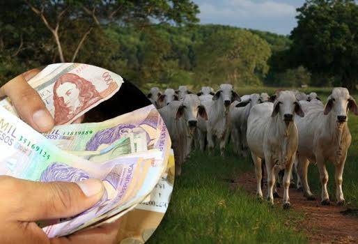 Maximizar inversión, calidad de pastura, calidad del sistema de pastoreo, estimular consumo, mayor nutrición, multiplicar productividad, división de potreros, maximizar inversión, CONtexto Ganadero, noticias de ganadería colombiana. 