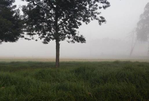 Cundinamarca, heladas, fenómeno de El Niño, afectaciones colombia fenómeno de el niño, afectaciones cambio climático, pastos secos, pastos quemados por las heladas, alimento para el ganado, ganaderos en Cundinamarca, comité de Ganaderos del Área 5, CONtexto ganadero, Ganaderos Colombia