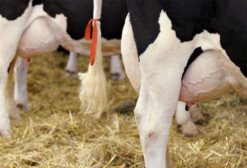 Ganadería, ganadería colombia, noticias ganaderas, noticias ganaderas colombia, CONtexto ganadero, secado de ubres, métodos para el secado de ubres, fin de la lactancia, lactancia en vacas, periodo seco en vacas, tratamientos para el secado de vacas, lactancia, periodo de lactancia en bovinos