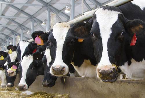 software producción de leche Grupo Empresarial Ganadero