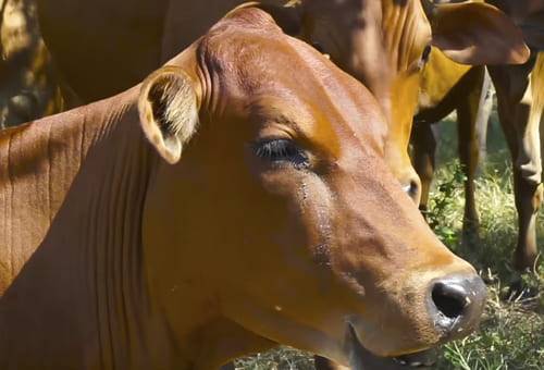 senepol, Yopal, Casanare, cebú, brahman, rusticidad, adaptabilidad, trópico bajo, nacimiento, distocia, partos, preñez, cruces, jersey, Girolando, Simmental, Charolaise, precocidad, Terneros, Competitividad, carne, terneza, edad, marmoreo, Angus, mansedumbre, Ganadería, ganadería colombia, noticias ganaderas colombia, CONtexto ganadero