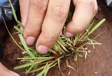 Ganadería, ganadería colombia, noticias ganaderas, noticias ganaderas colombia, CONtexto ganadero, Secretaría de Agricultura y Desarrollo Rural, pasto Banderita Boutelova curtipendula, Sonora, Chihuahua, Coahuila, Sinaloa, Durango, San Luis Potosí, Zacatecas, proteína animal, erosión, Cambio climático, desertificación, baja productividad, pasto Banderita, bondades del pasto Banderita, ventajas del pasto Banderita