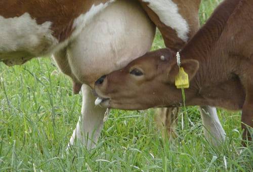 amamantamiento restringido, sistemas de amamantamiento, Anestro, manejo del ternero, aislamiento del ternero, producción de leche, amamantamiento, ganadería de leche, ganadería doble propósito, ganadería de cría, ganado bovino, ganadería bovina, carne, leche, ganaderos, ganaderos colombia, ganado, vacas, vacas Colombia, bovinos, Ganadería, ganadería colombia, noticias ganaderas, noticias ganaderas colombia, CONtexto ganadero, contextoganadero